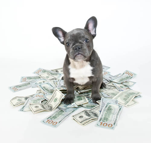 How Much is a Puppy Worth?